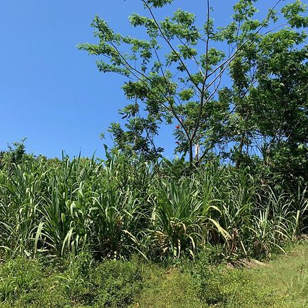 Green Queendom Farm And Lodging Oracabessa Bagian luar foto