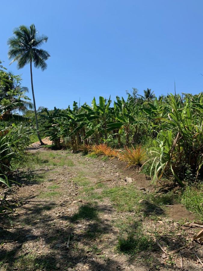 Green Queendom Farm And Lodging Oracabessa Bagian luar foto