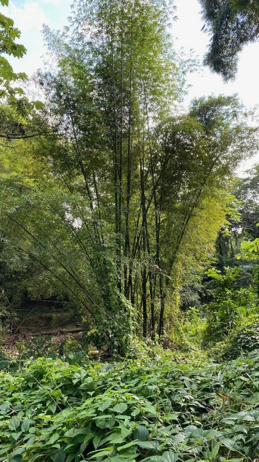 Green Queendom Farm And Lodging Oracabessa Bagian luar foto