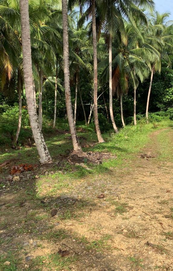 Green Queendom Farm And Lodging Oracabessa Bagian luar foto