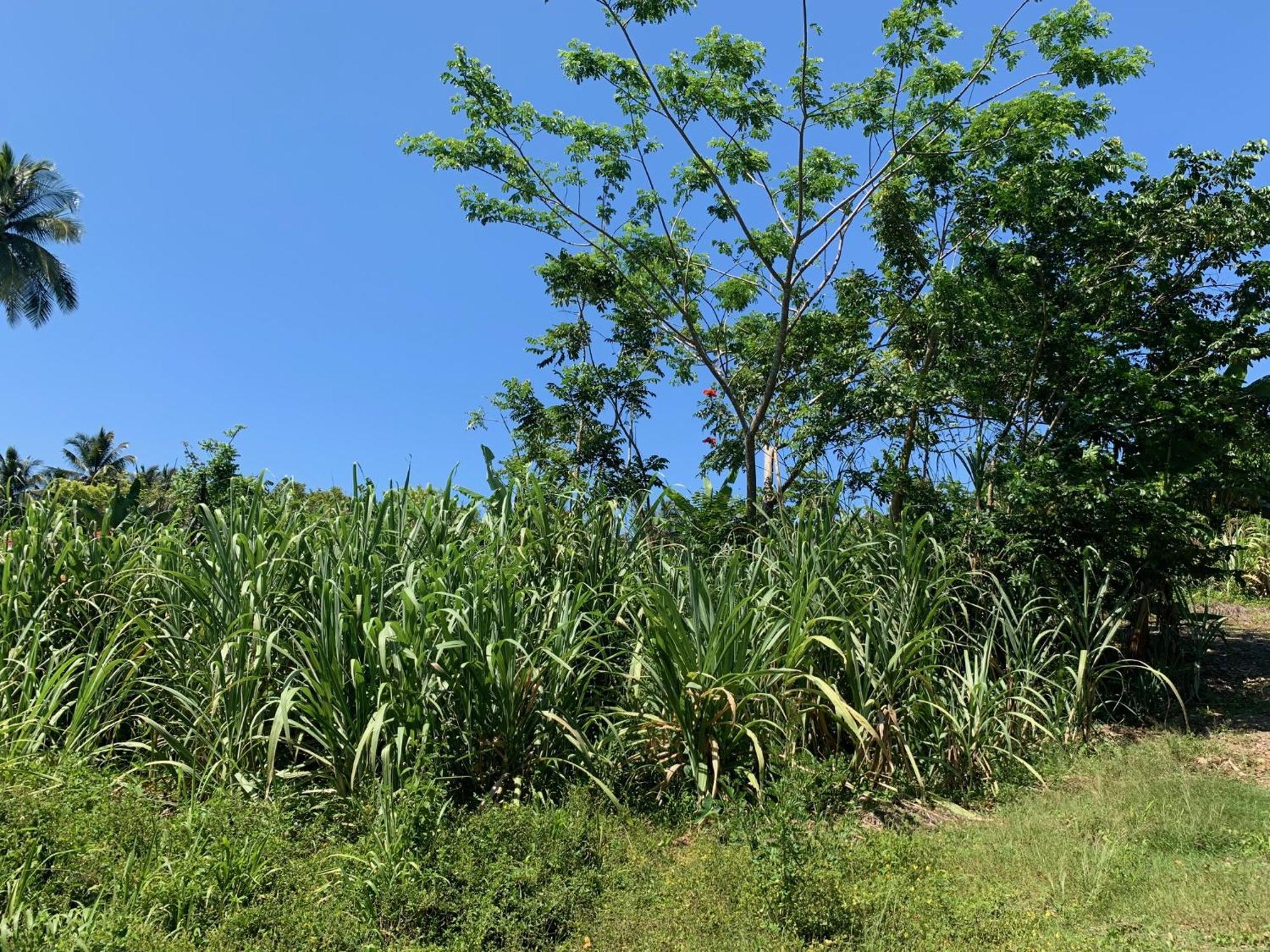 Green Queendom Farm And Lodging Oracabessa Bagian luar foto